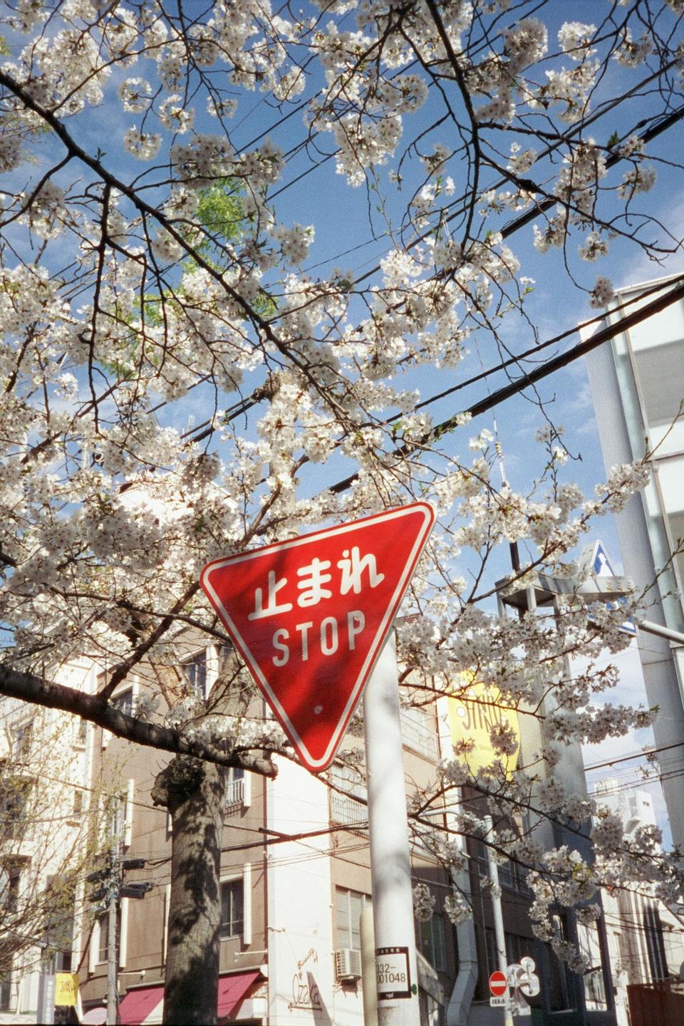image 33186 by canyouknock