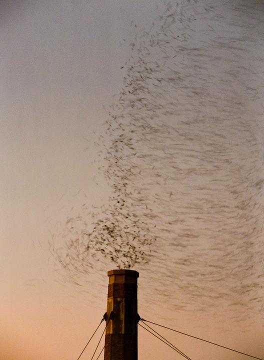 Vaux’s swifts at Chapman Elementary chimney, Portra 800