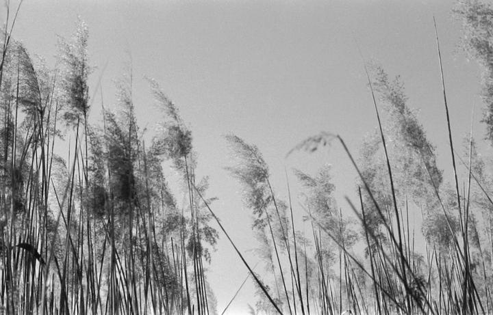 Tall reeds with feathery tops sway against a bright sky.
