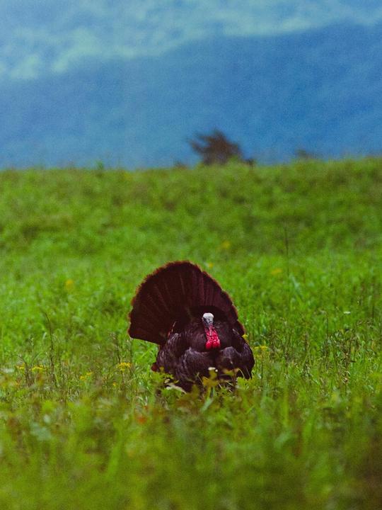 Some wildlife photos [Ektar 100, Canon F-1, Canon FD 300mm f/4]