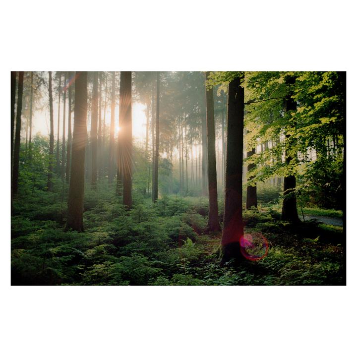 Deep Greens | Leica M6 + Elmarit 28 | Portra 400
