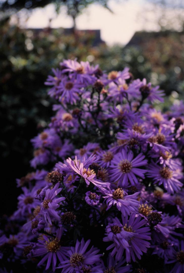 image 35823 by Ybalrid