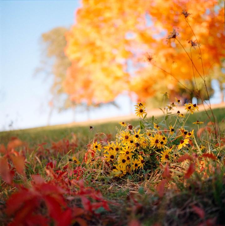 fall in new england [hasselblad 500cm, kodak gold 200]