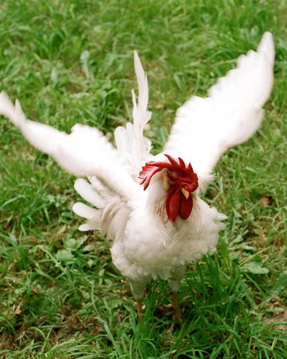 My Cock on Film [Nikon FM2n | 50mm f/1.8 | Portra 800]
