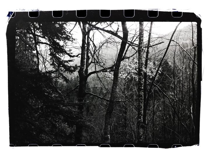 A dense forest with bare trees and some evergreens is shown in black and white.