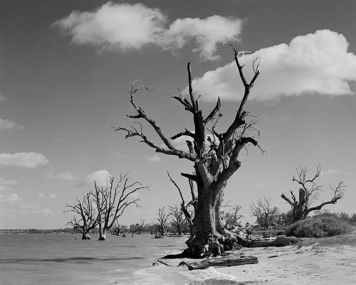 Fuji Acros 100 ; dead trees in lake