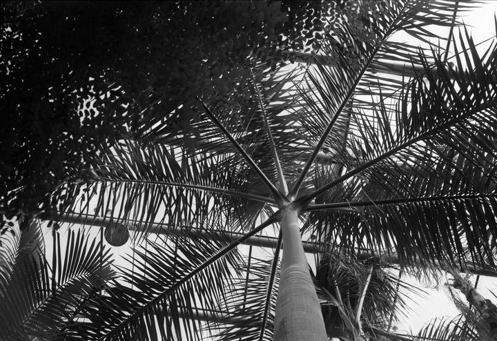 A low-angle view shows the trunk and fronds of a palm tree against a bright sky, with another tree's foliage visible in the upper left.
