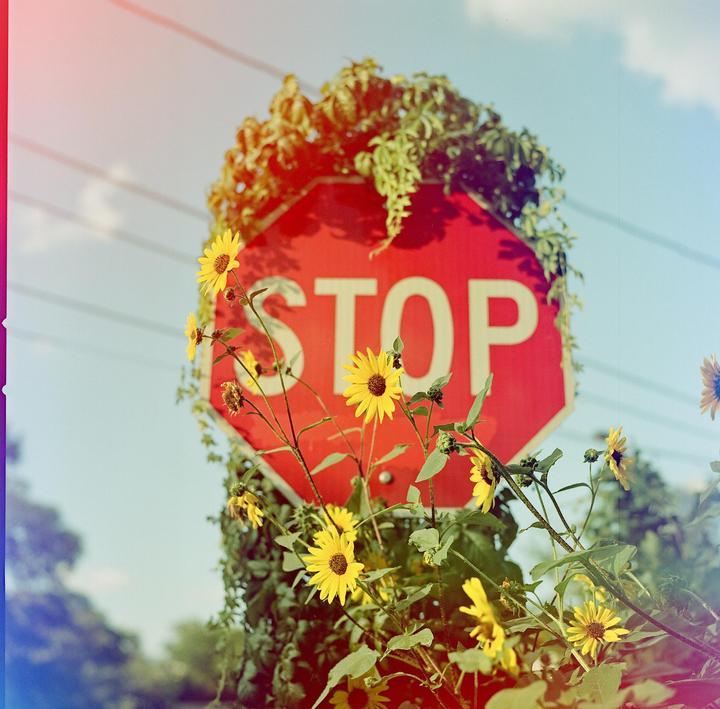 Nothing But Flowers | Hasselblad 500cm + 80f2.8 | Psychedelic Blues