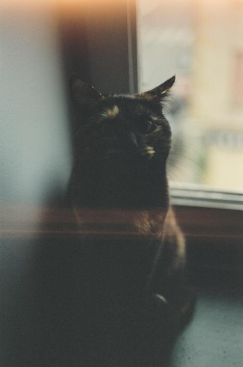 My first analog pictures ever :) I used a minolta xg1