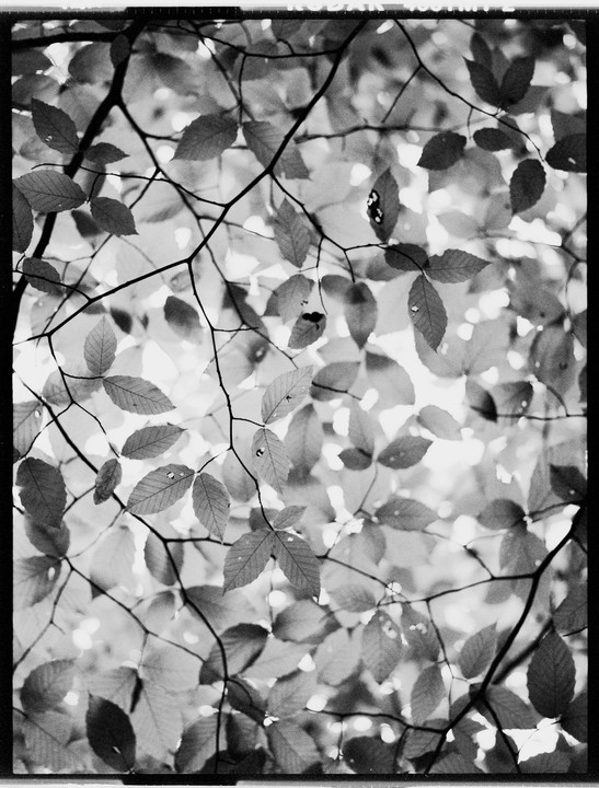 Sunlight shines through the leaves and branches of a tree.