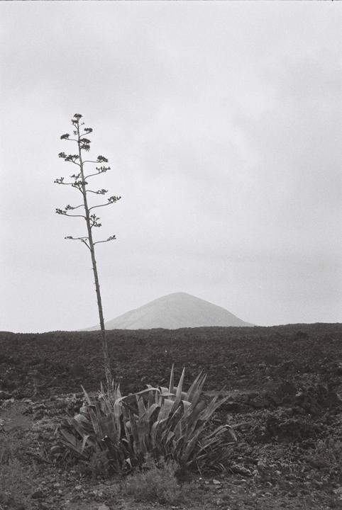 Recolonizing the lava field [Olympus 35sp | Kentmere 400]