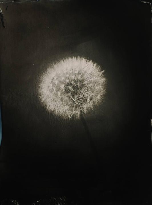 Ambrotype half plate I took of a dandelion.