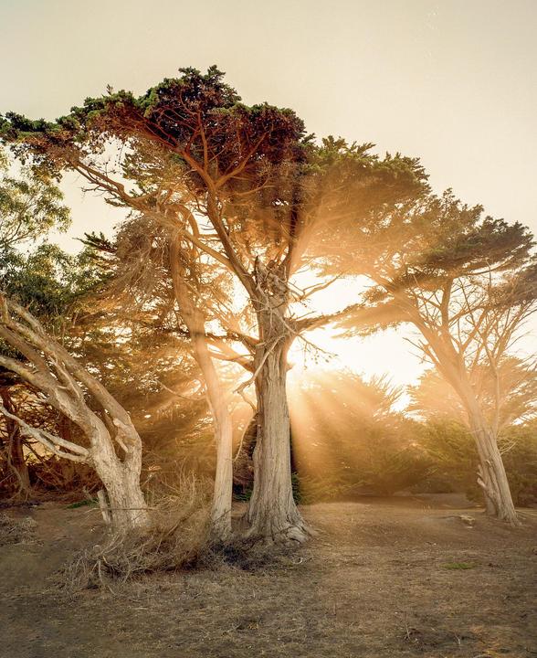 Sunlight streams through the branches of several large trees in a forest.