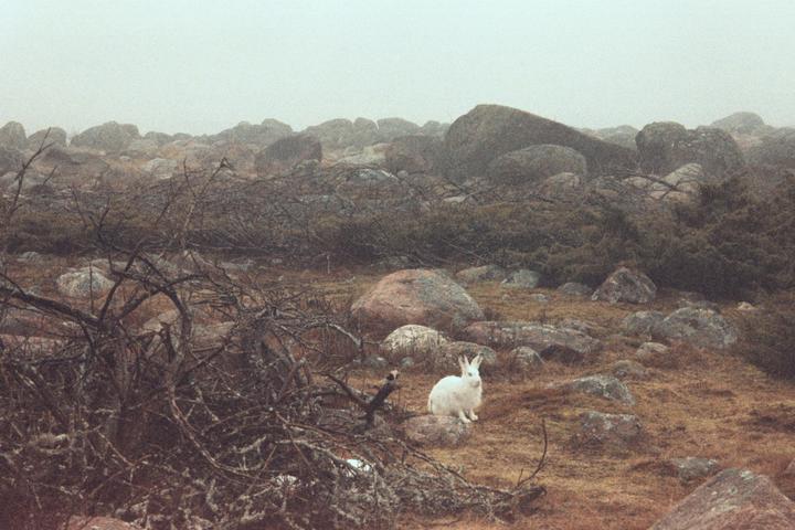 Spring equinox, unknown expired film, mju II zoom 115, very foggy