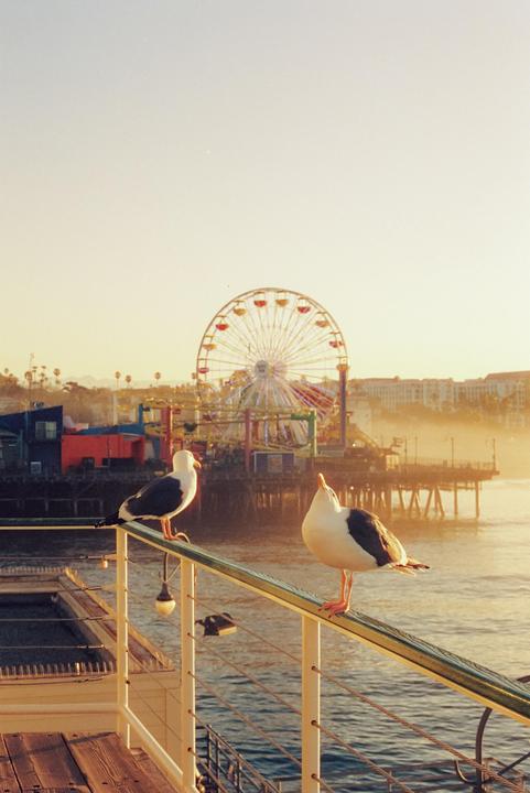 Santa Monica // Nikon F100, 50mm 1.4, Cinestill 800T