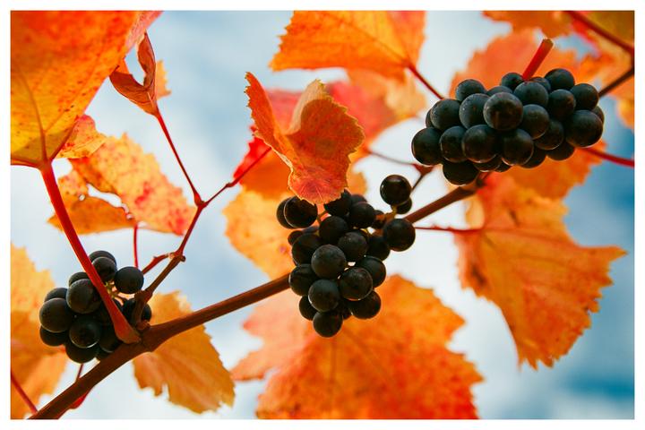Three bunches of dark grapes hang from a vine with bright orange autumn leaves against a light blue sky.