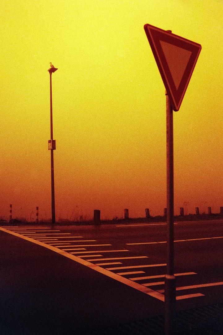 Sentry [Minolta SRT101, Lomography Redscale XR, MC Rokkor-PF 55mm 1.7], shot on minolta srt-101 with lomography redscale xr