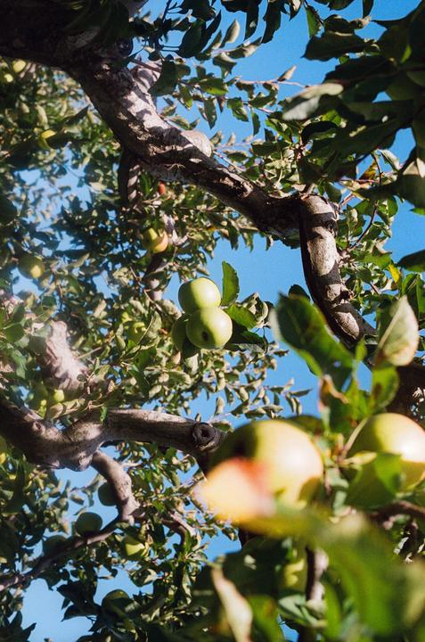 Apple picking, Nikon F2, Voightlander 40mm, Kodak Portra 800