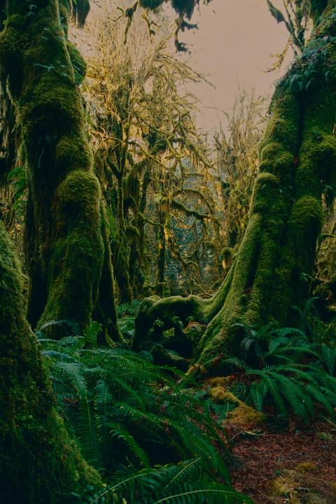 Olympic peninsula on slide film | Olympus om1n + 28mm 2.8 | velvia and provia