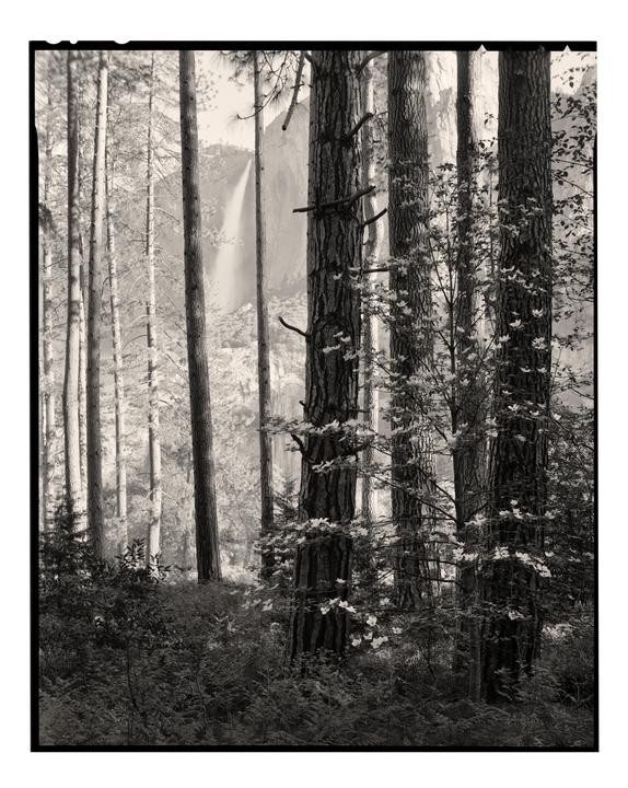 Dogwood and Upper Yosemite Falls (8x10 HP5+, Fuji C 300mm, Chamonix Alpinist X)