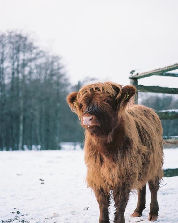Found This cow - Minolta X700 - Kodak ektar 100
