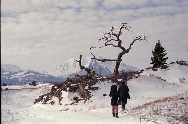 Burmis Tree [Nikon F801, 50mm, Fuji Superia 400]
