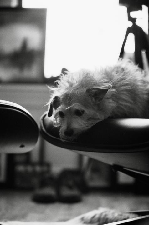 A small dog with shaggy hair rests its head on a chair in a room with bright backlighting.