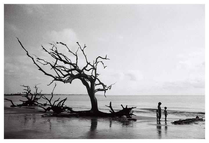 Driftwood. Olympus Stylus, Built-in zoom lens, HP5