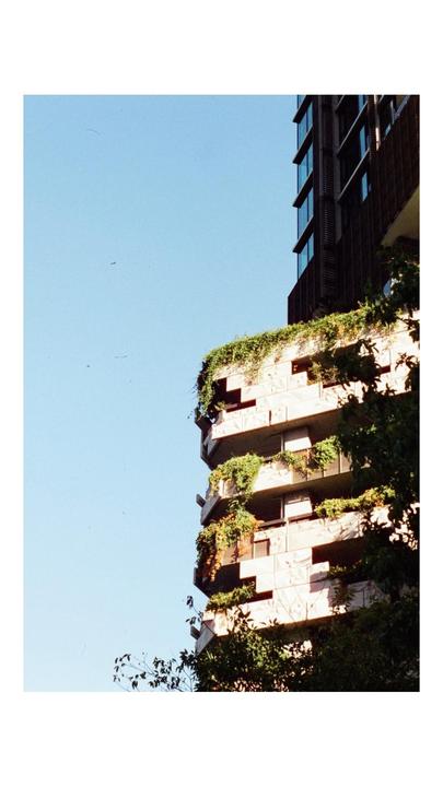 Which is better? (Olympus OM1, 50mm f1.8, first roll of Cinestill 400D)