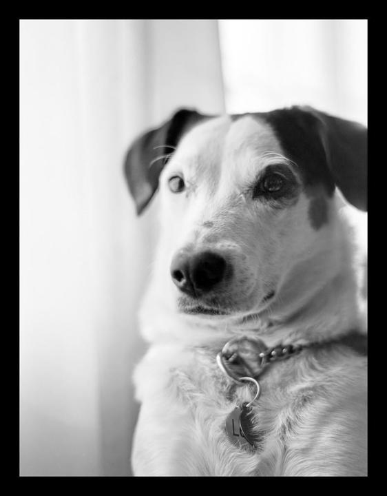 A black and white portrait of a dog with a collar and tag looking to the right.