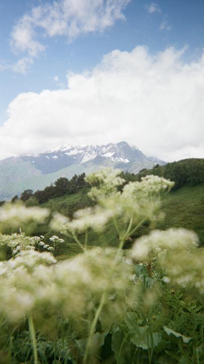 A field of white wildflowers is in the foreground of a mountain landscape with a cloudy sky.