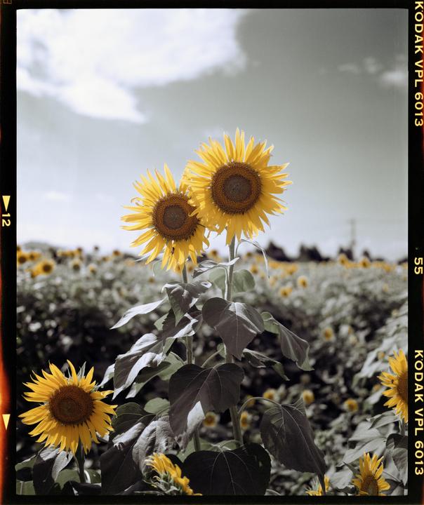 Sunbeams and Sunflowers | Mamiya 7 | Kodak Vericolor II (exp. 1998)