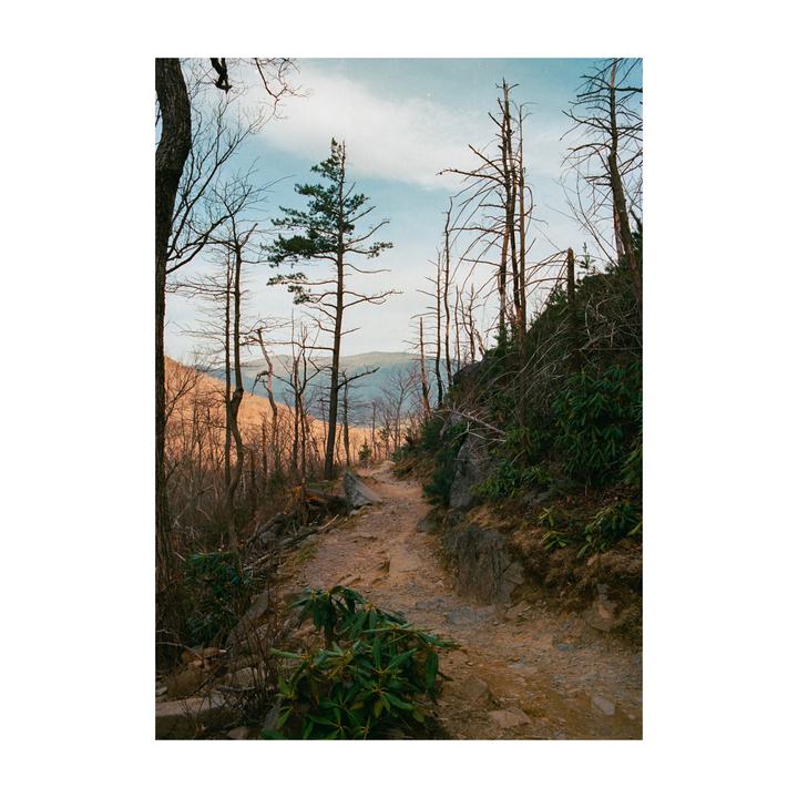 A narrow dirt path winds through a forest with bare trees and some green foliage, leading towards distant mountains under a partly cloudy sky.