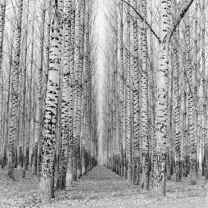 Tree Farm (Bronica SQ-A, 50mm f3.5, Ilford Delta 400)