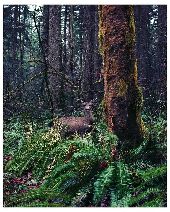 Magic Forest moments. Pentax 67 | Ektar 100