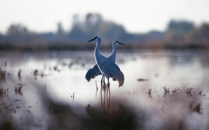 Sandhill crane couple — Superia X-tra 400, Maxxum 9, 600/4