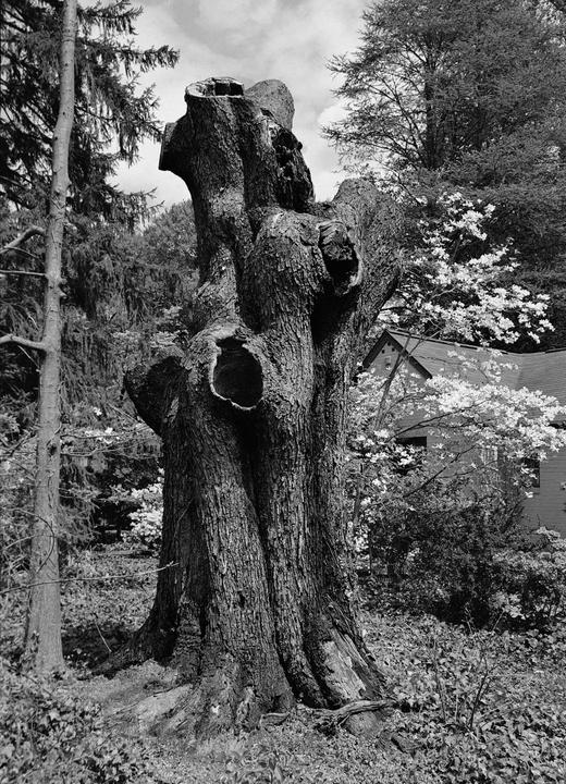 A large, gnarled tree stump with hollows is surrounded by foliage and smaller trees, with a house visible in the background.