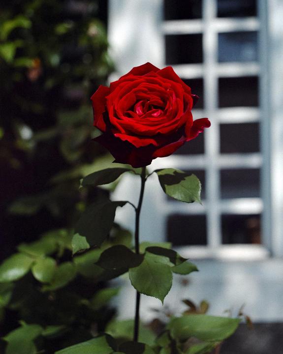 Incredible, vivid colors using Ektar 25 120 film that expired in 1998! Shot on a Pentax 67.