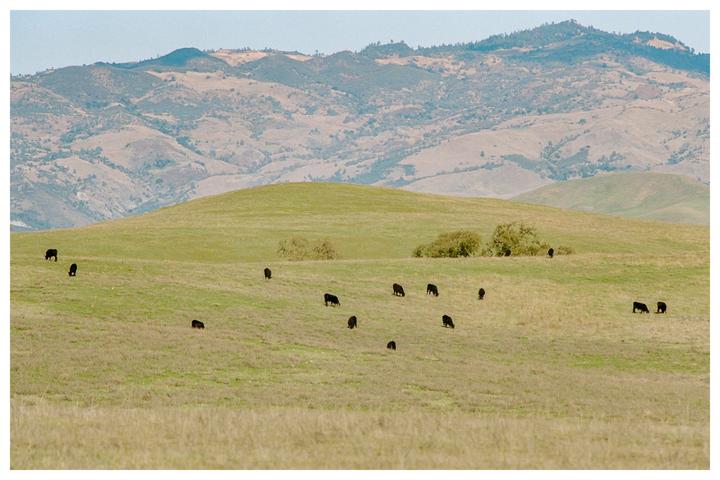 A Hazy Afternoon in the Central Coast Foothills [Nikon FM3A, Portra 160]