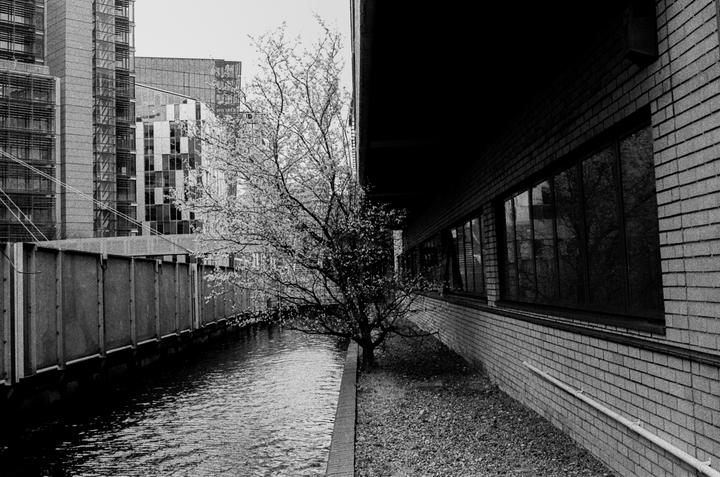 Which tree do you guys like the most (if any) - Canon P & Leica M7 / 35mm & 50mm / HP5