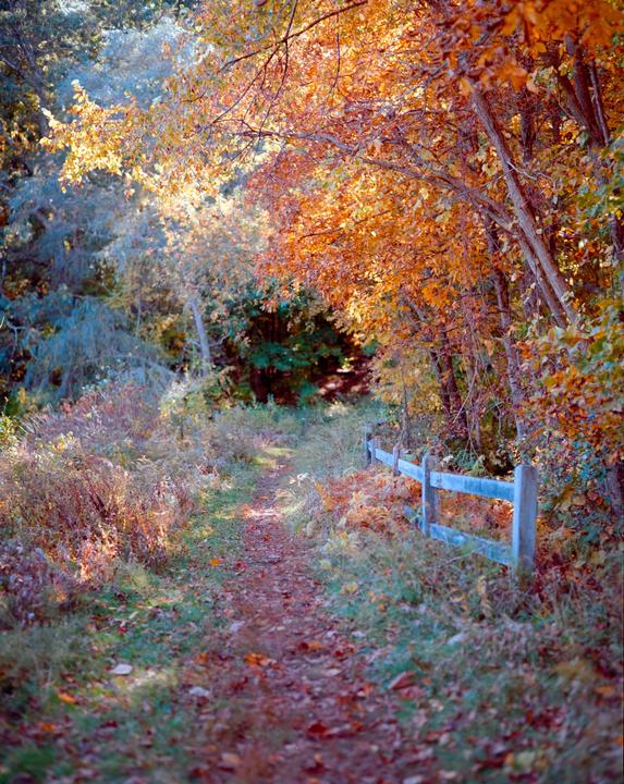 new england fall [pentax 6x7, ektar 100]