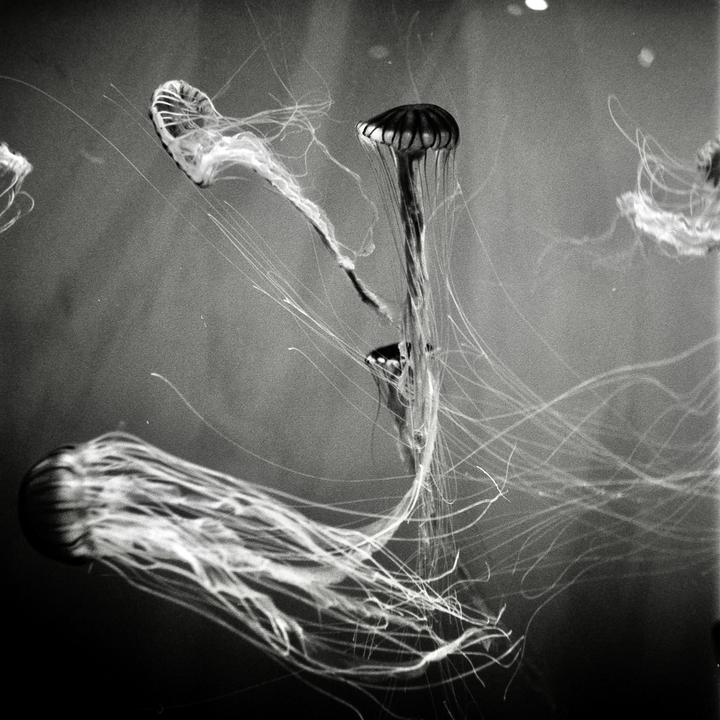 Three jellyfish with long tentacles swim in dark water.