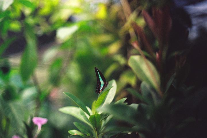 A blue and black butterfly rests on a green leaf in a garden.