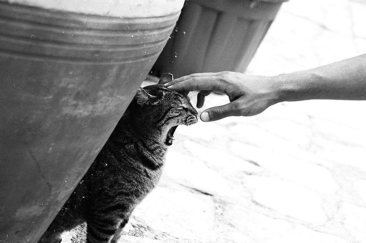 A hand pets a tabby cat that is yawning or meowing next to a large pot.