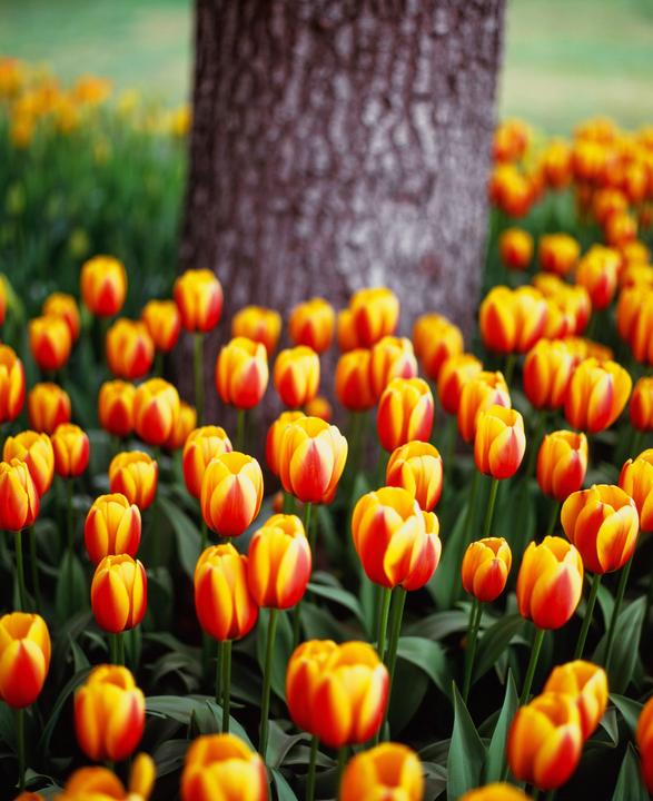 Tulip Fields in Mt. Vernon, Wa | Pentax 67ii, 55mm & 105mm, Velvia 100 & Ektar 100