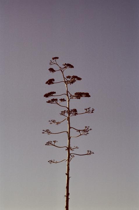 Century [Pentax K1000/50mm f2/Cinestill 50D]