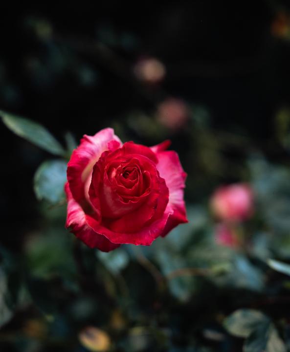 A Rose - Fuji Provia 100f | Mamiya RB67 | 90mm f3.8