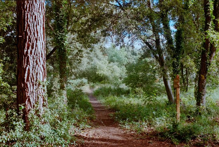 Morning walk with the Nikon f2 and Ultramax 400