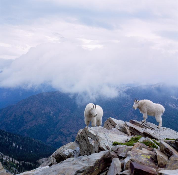 Mountain Goats [Hasselblad 500cm, Zeiss Planar 80mm f/2.8 C, Kodak Ektachrome E100]