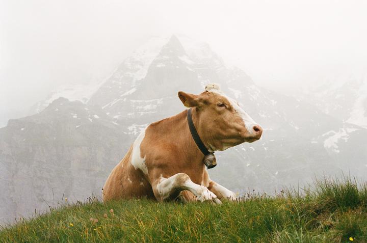 Switzerland is truly incredible [Leica M6, 50mm f2, Portra 400]